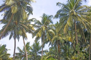 Gökyüzünün arka planına karşı palmiye ağacı peyzaj
