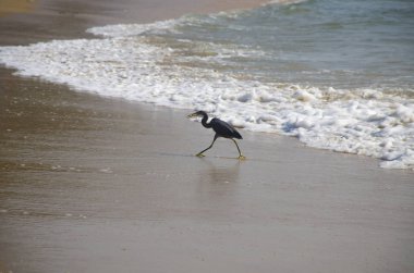 Asya kuşu Hint Okyanusu 'nda gri bir balıkçıl