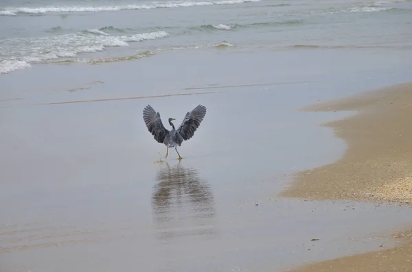 Bird of Asia a gray heron in the Indian Ocean