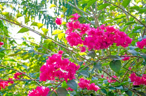 Flowers Asia Pink Bougainville Glabra Leaves — Stock Photo, Image