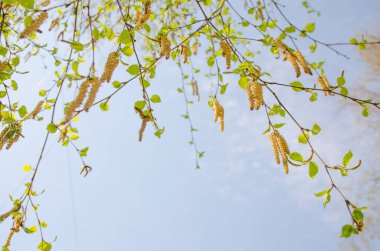 Bahar Mayıs ayında mavi gökyüzünün arka planına karşı bir manzara yeşil yaprakları