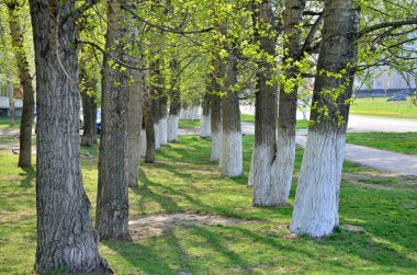 Bahar bir manzara mayıs ayında bir kavak ağaçları bir dizi