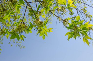 Bahar Mayıs ayında mavi gökyüzünün arka planına karşı bir manzara yeşil yaprakları