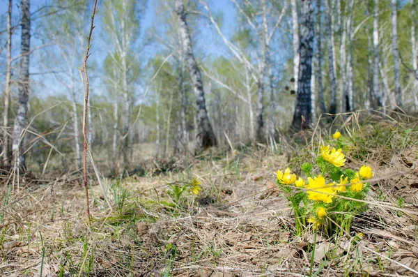 Primavera Uma Paisagem Madeira Verde Sibir Maio — Fotografia de Stock