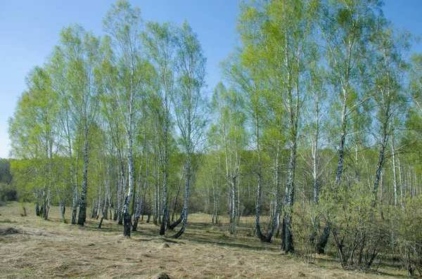 Primavera Paisaje Bosque Verde Sibir Mayo —  Fotos de Stock