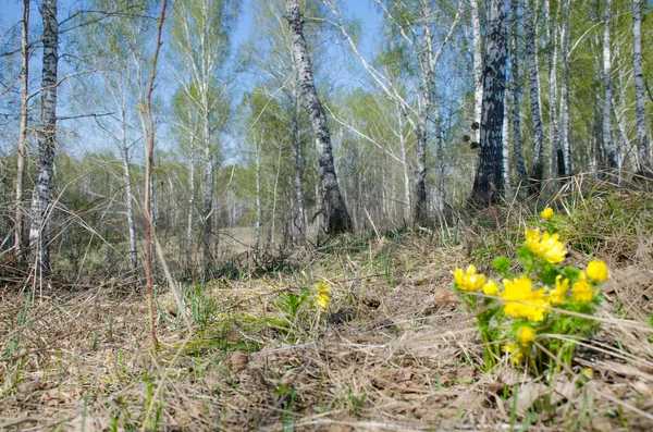 Printemps Paysage Bois Vert Sibir Mai — Photo