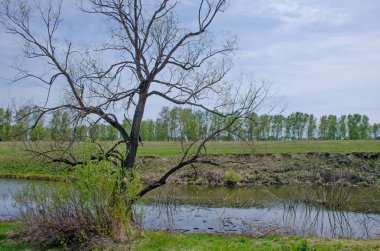 Sibirya Rusya'ya ilkbaharda ahşap manzara