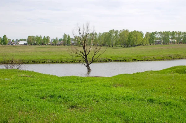 Landscape Wood Spring Siberia Russia — Stock Photo, Image