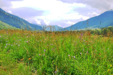 Bulutlar ile gökyüzü arka plana karşı bir bitki ve ağaçlar dağ peyzaj