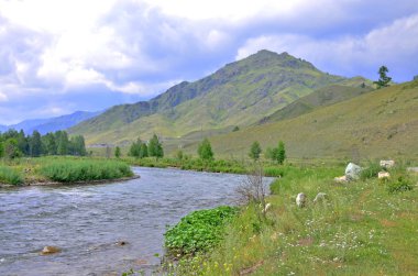 Bulutlar ile gökyüzünün arka planına karşı bir bitki ve ağaçların dağın dağ nehri peyzaj