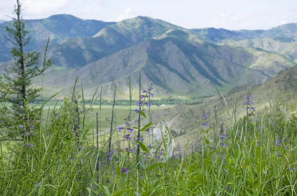 Прохід Гору Алтай Красивий Ландшафт — стокове фото