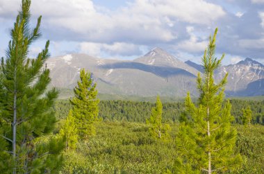 Rusya'da Altay yüksek dağların arka plan karşı taiga Manzara