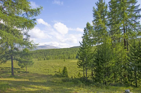 Krajina Tajga Proti Pozadí Vysokých Hor Altai Rusku — Stock fotografie