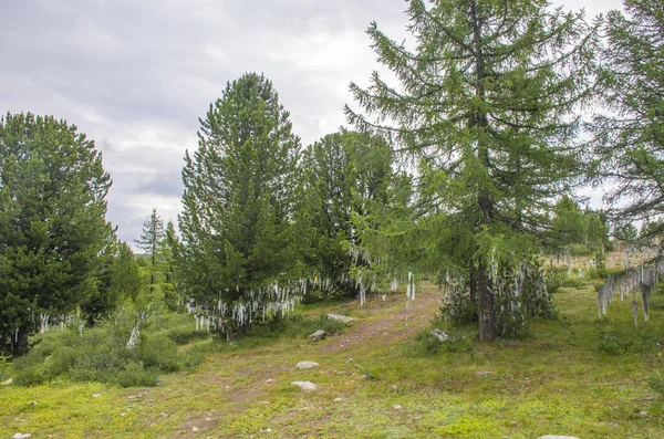 Landstraße Zwischen Den Hochgebirgen Des Altai Russland — Stockfoto