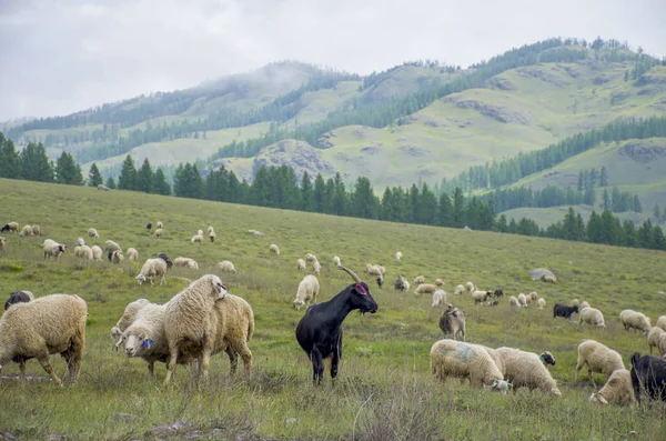 Altay Rusya Dağlarında Geçmek Için Koç Sürüsi — Stok fotoğraf