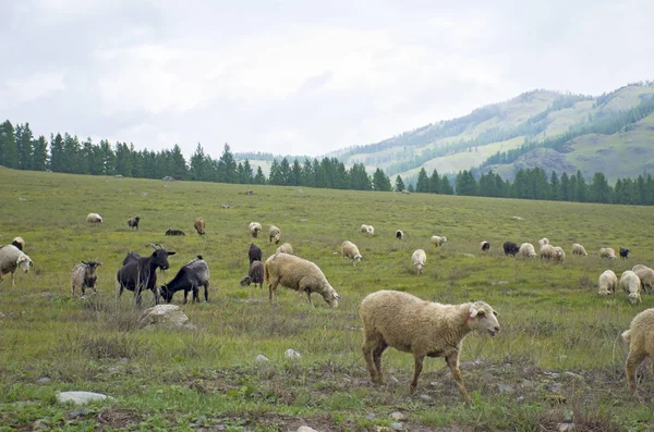 Altay Rusya Dağlarında Geçmek Için Koç Sürüsi — Stok fotoğraf