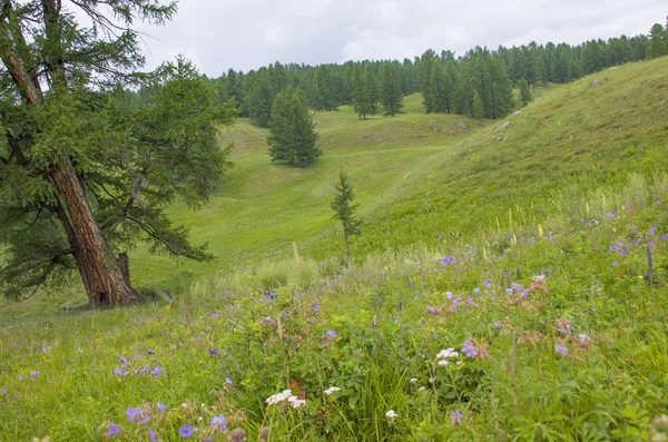 Landschaft Der Taiga Sommer Zwischen Den Bergen Altai Russland — Stockfoto