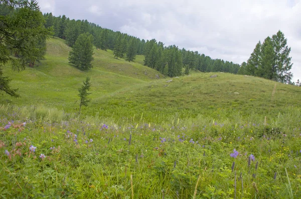 Landschaft Der Taiga Sommer Zwischen Den Bergen Altai Russland — Stockfoto