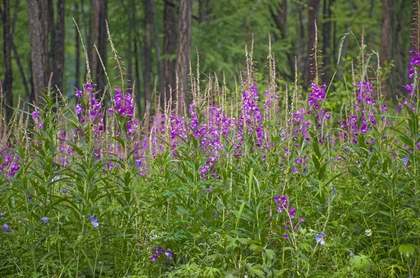 Taiga Mit Heilpflanze Weidenkraut Russland — Stockfoto