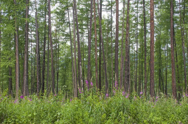 Rusya Tıbbi Bitki Söğüt Ile Taiga — Stok fotoğraf