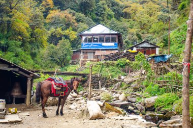 Himalayalar 'da bir köy Nepal' de evcil hayvanlarla