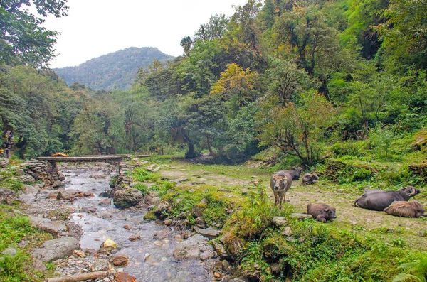 喜马拉雅山瀑布尼泊尔美丽的风景 — 图库照片