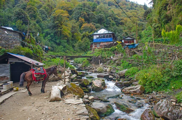 Pueblo Himalaya Nepal Con Mascotas — Foto de Stock