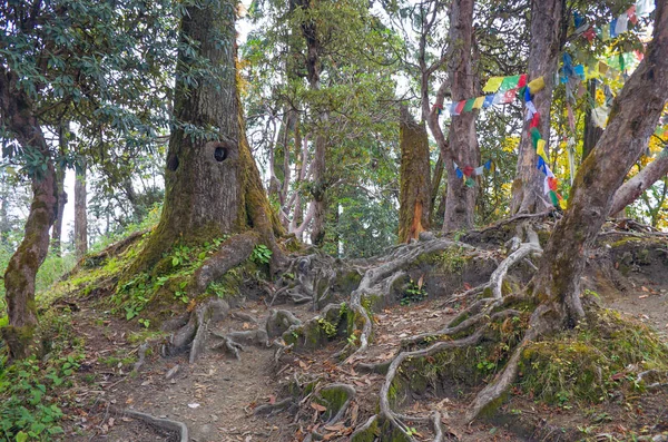 尼泊尔秋天的自然景观丛林 — 图库照片