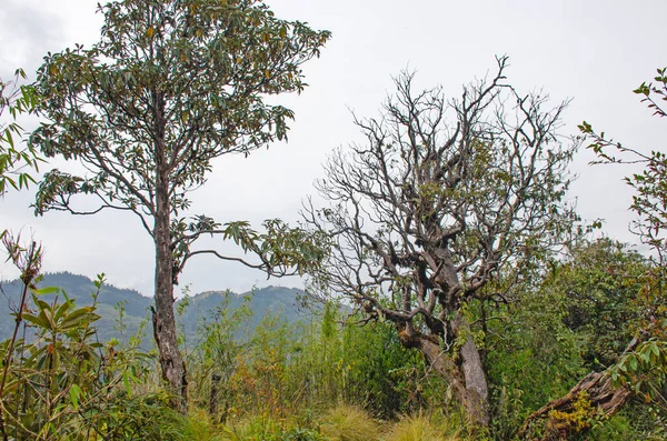 尼泊尔秋天的自然景观丛林 — 图库照片