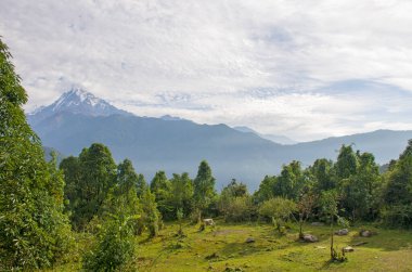 Nepal dağlarının tepeleri, ağaçların arasında Himalayalar 'ın manzarasıdır.