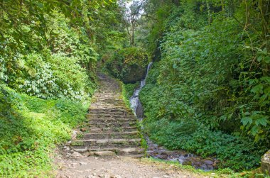 Asya 'daki tropikal orman Nepal dağlarında