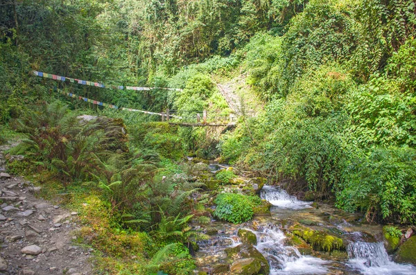 Cascata Nella Foresta Tropicale Dell Himalaya Nepal — Foto Stock