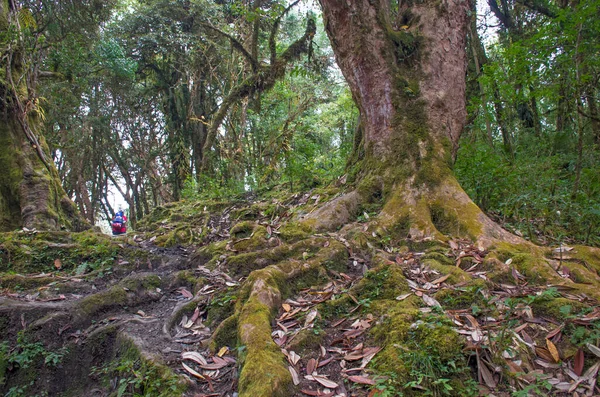 Foresta Tropicale Asia Sulle Montagne Del Nepal — Foto Stock