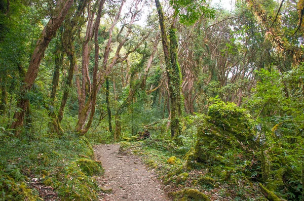 Asya 'daki tropikal orman Nepal dağlarında