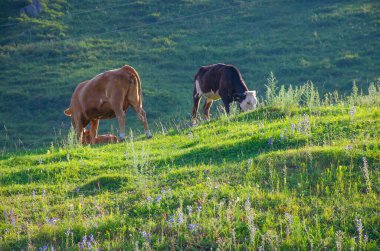 Evcil inek çayırlardaki dağlarda ot yiyor.