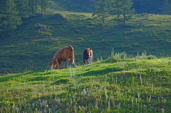 젖소는 초원의 산에서 먹는다 — 스톡 사진