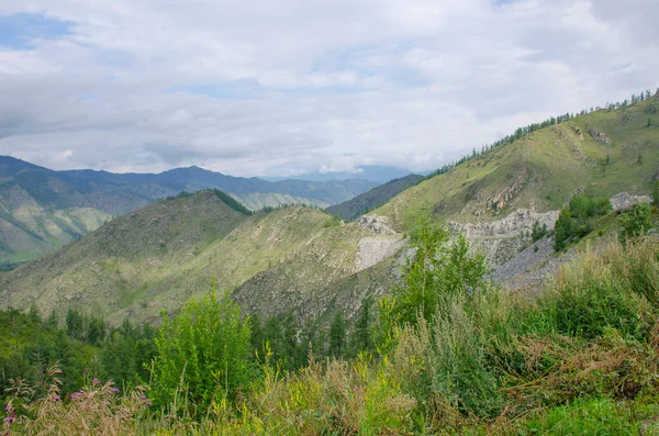 Paysage Des Montagnes Altaï Russie Avec Forêt Plantes — Photo