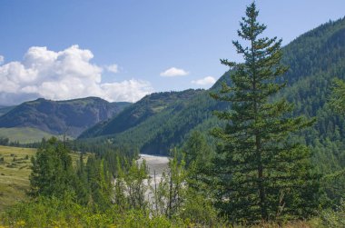 Dağ nehri Chuya Rusya 'daki Altai dağlarının arasında.