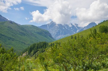 Rusya 'daki Altai dağlarının güzel manzarası