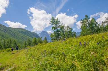 manzara güzel dağlar Altai çayır çimenler ve çiçeklerle