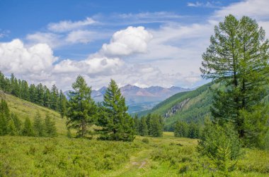 manzara güzel dağlar Altai çayır çimenler ve çiçeklerle