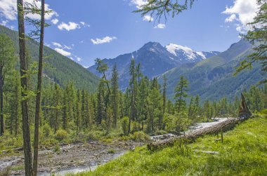 Altai Dağı 'nın karlı manzarası çayır çimenleri ve çiçeklerle dolu.