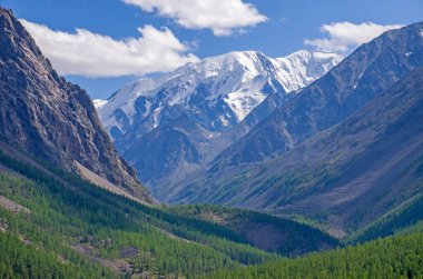 Altai Dağı 'nın karlı manzarası çayır çimenleri ve çiçeklerle dolu.