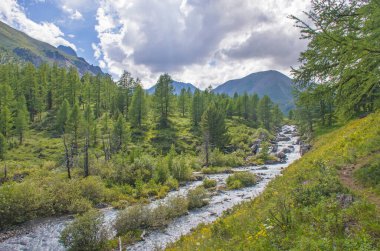 Altai dağları arasında çayırları ve çiçekleri olan güzel bir dağ nehri