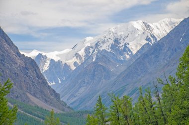 Altai Dağı 'nın karlı manzarası çayır çimenleri ve çiçeklerle dolu.