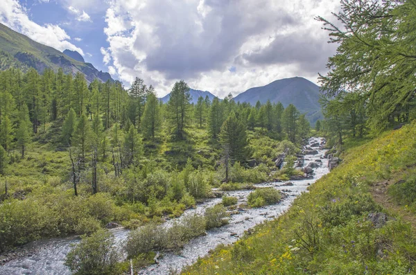 Altai Dağları Arasında Çayırları Çiçekleri Olan Güzel Bir Dağ Nehri — Stok fotoğraf