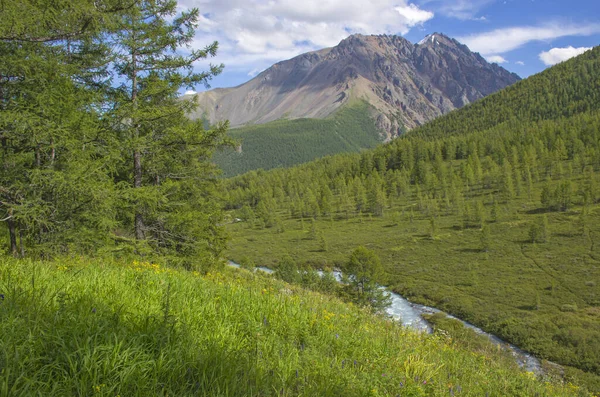 Paisagem Belas Montanhas Altai Com Grama Prado Flores — Fotografia de Stock