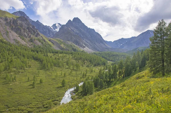 Пейзаж Красивая Горная Река Среди Гор Алтая Лугами Цветами — стоковое фото