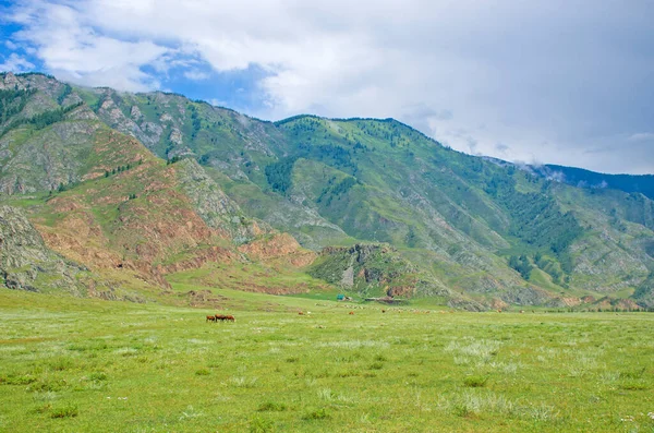 Літній Краєвид Гір Алтай — стокове фото