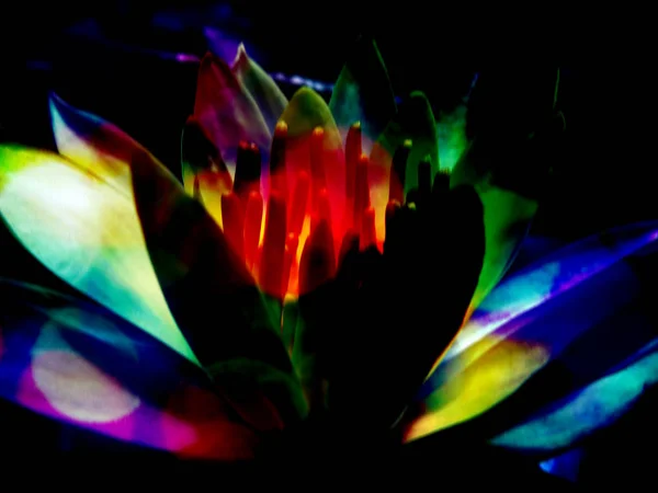 Спиритический цветок — стоковое фото